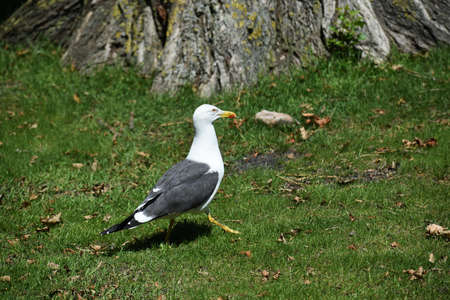 A Seagull walking on green grass in the park.の写真素材