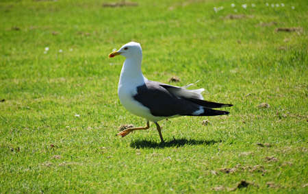 A Seagull walking on green grass in the park.の写真素材