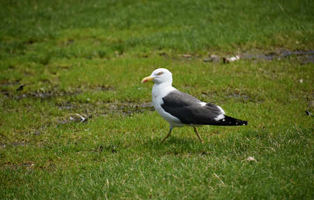 A Seagull walking on green grass in the park.の写真素材