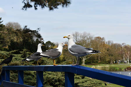 Seagulls standing on a blue wooden railing, in the park.の写真素材