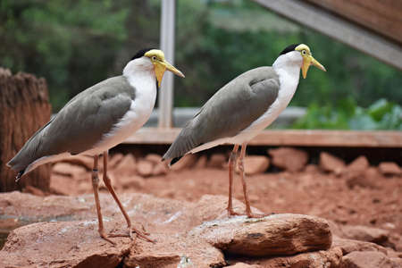 Two Masked Lapwings or Vanellus Miles.