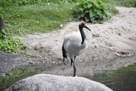 The Red-crowned crane, Grus Japonensis, also called the Manchurian crane or Japanese crane.