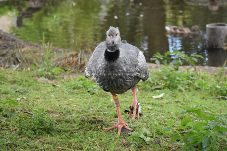 The Southern Screamer, Chauna Torquata, also known as the Crested Screamer, walking on green grass.の写真素材