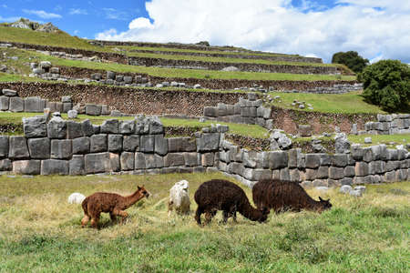 A group of llamas and alpacas, grazing on green field in Cusco, Peru.の写真素材