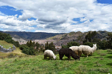 A group of llamas and alpacas, grazing on green field in Cusco, Peru.の写真素材