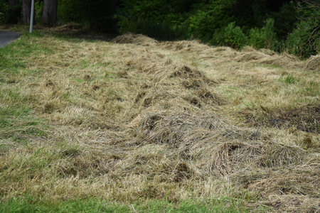 Close up of recently mown grass, left scattered to dry, in the park.の写真素材
