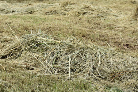 Close up of recently mown grass, left scattered to dry, in the park.の写真素材