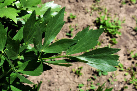 Leaves of fresh Lovage plant (Levisticum Officinale) growing in the garden.の写真素材