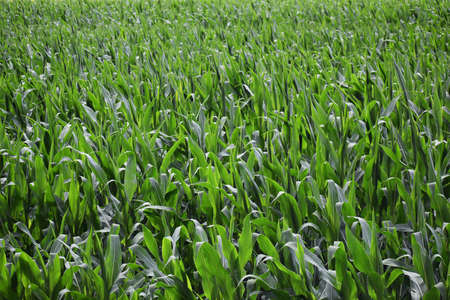 Green cereals during flowering. Green maize field.