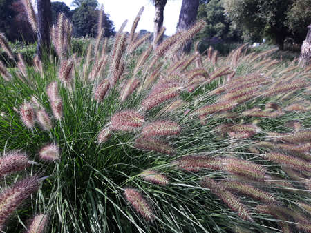 Ornamental plant of Pennisetum Alopecuroides Hameln or Chinese fountain grass, in the garden.の写真素材