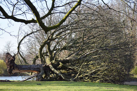 Fallen uprooted tree in a park, after a storm. Roots lifted out of the ground.