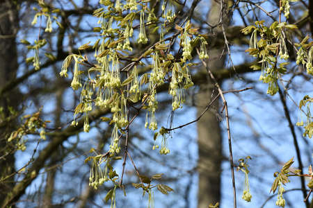 Branches with flowers of sugar maple tree.
