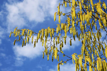 Tree branches with long catkins of Alnus Serrulata, the Hazel alder or Smooth alder.の写真素材