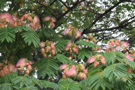 Branches with flowers of Albizia julibrissin, Persian silk or Pink silk tree.