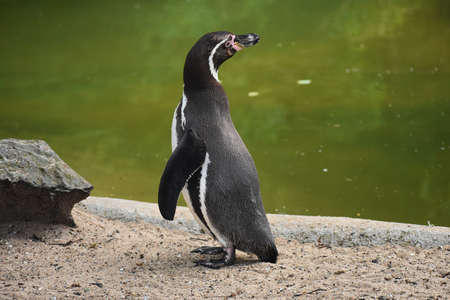 A Humboldt penguin or Spheniscus humboldti, standing on a rock.の写真素材