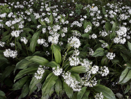 Blooming Allium ursinum, known as wild garlic, in the park.