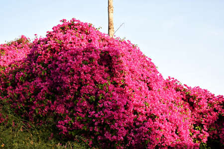 Shrub in blossom of Bougainvillea Glabra, the lesser bougainvillea or paper flower.の写真素材