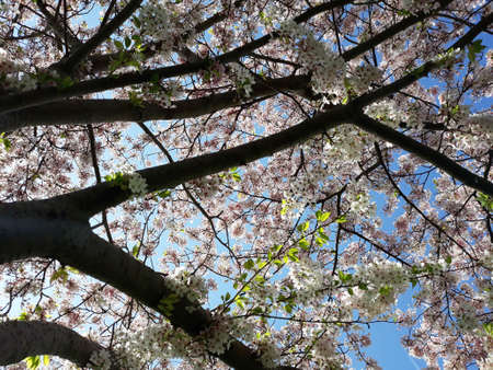 Branches of white flowering cherry tree against blue skyの写真素材
