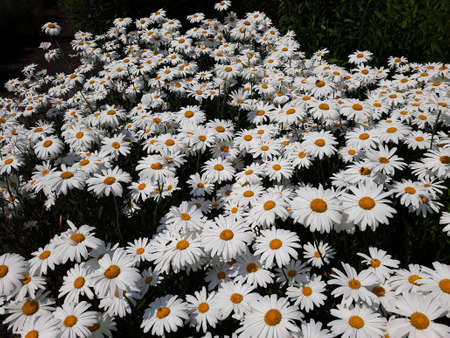 Flowers of Leucanthemum Maximum or White Chrysanthemum, in the garden.の写真素材
