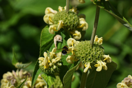 Phlomis Russeliana plant, commonly known as Turkish Sage, Jerusalem Sage or Sticky Jerusalem Sage, in the garden.の写真素材