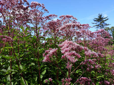 Eutrochium purpureum or purple Joe-Pye weed plant, in the garden.