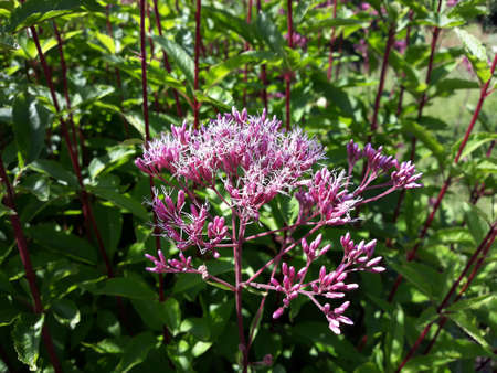 Eutrochium purpureum or purple Joe-Pye weed plant, in the garden.