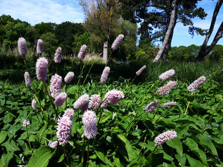 Bistorta officinalis or Persicaria bistorta, flowering plant, in the garden.