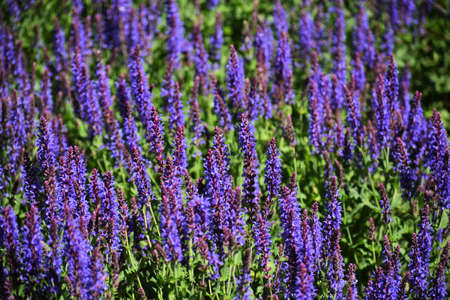 Lavandula or Lavender flowers, in the garden.