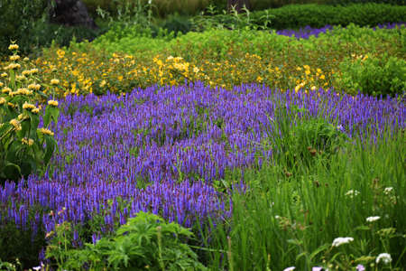 Lavandula or Lavender flowers, in the garden.の写真素材