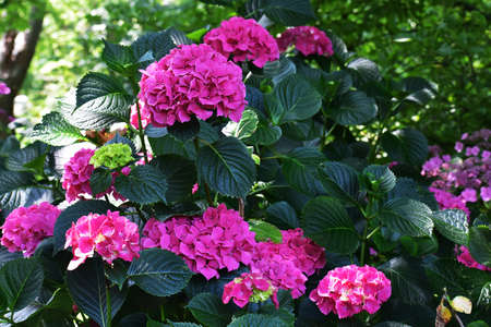 Flowers of Pink Hydrangea or Hydrangea Macrophylla, in the garden.