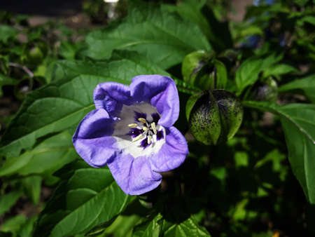 Flower of Nicandra Physalodes, in the garden.