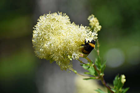 Bumblebee on Thalictrum Lucidum flower.