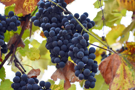 Ripe bunches of Isabella grapes on vine.の写真素材