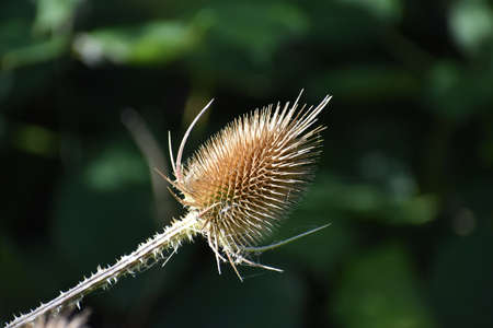 Close up of a dry thistles, at the end summer.の写真素材