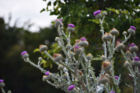 Onopordum acanthium or cotton thistle flowers, grow in the garden.の写真素材