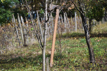 Old ax hanging on a tree branch, in the garden.