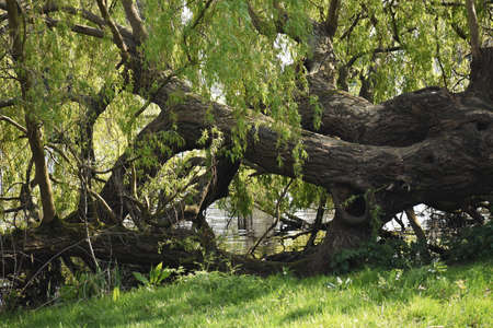 Old tree, on the bank of a pond, is broken and fallen into the water.の写真素材