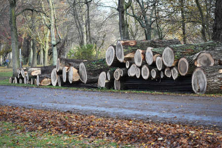 Pile of cut down tree trunks, left on the side of the road, in the city park.