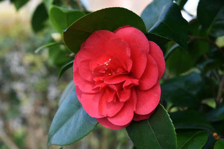 Close up of a Camellia japonica flower, in the garden.の写真素材