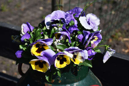 Beautiful Violas or Pansy flowers in the garden.の写真素材