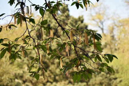 Tree branches with long catkins of Alnus Serrulata, the Hazel alder or Smooth alder.の写真素材