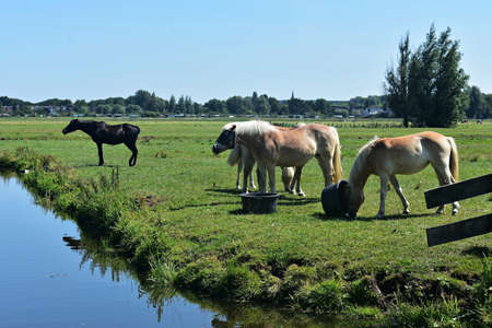 Group of beautiful horses on green field near a stream.