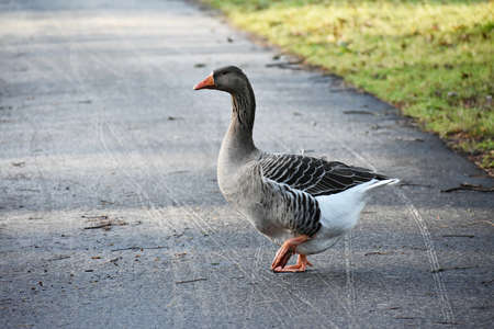Goose in the park, walking on the pathway.の写真素材