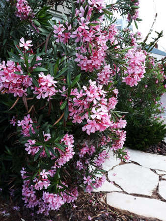 Flowers and leaves of Nerium Oleander shrub, in the garden.