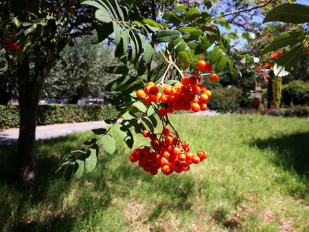 Branches of European Mountain Ash Rowan tree or Sorbus Aucuparia, with ripe berries.の写真素材