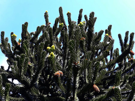 Branches of Araucaria araucana or Monkey puzzle tree.
