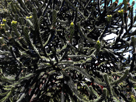 Branches of Araucaria araucana or Monkey puzzle tree.