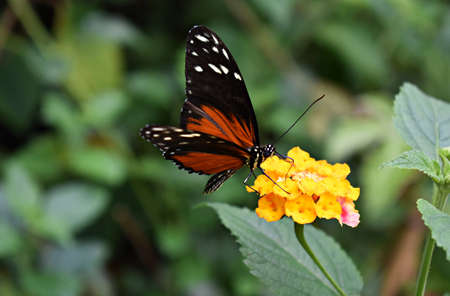 Heliconius Hecale, the Tiger Longwing or Golden Helicon butterfly, on a yellow flower.