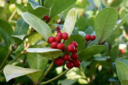 Gaultheria Procumbens with red berries, in the garden.の写真素材