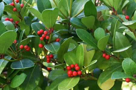 Gaultheria Procumbens with red berries, in the garden.の写真素材